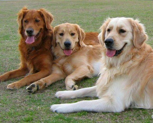 Image of 3 Golden Retrievers