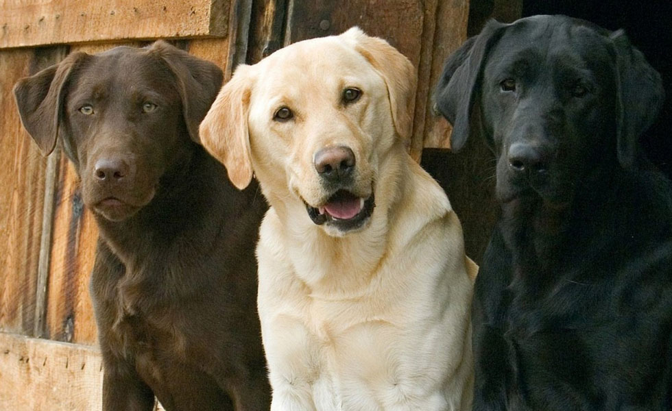 Image of 3 Labrador Retrievers