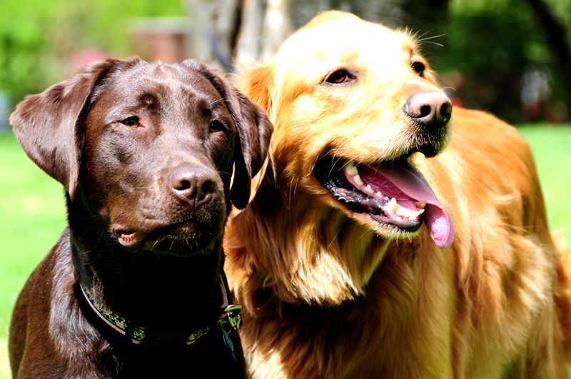 Image of a Labrador Retriever and a Golden Retriever